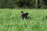 BOULEDOGUE FRANCAIS 734